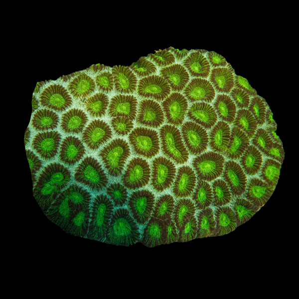 Green Eye Favites Hard Coral Frag Favites Sp - Real Aquatics