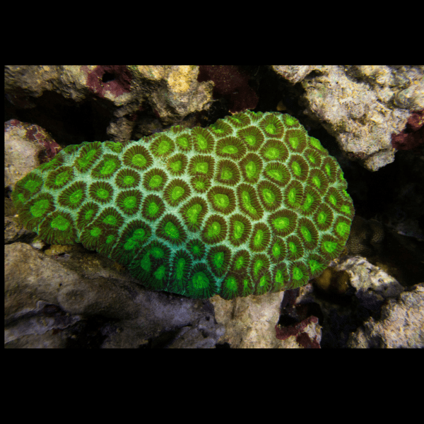 Green Eye Favites Hard Coral Frag Favites Sp - Real Aquatics