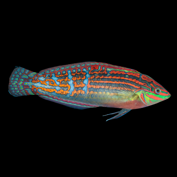 Green Face Wrasse Halichoeres Cosmetus - Real Aquatics