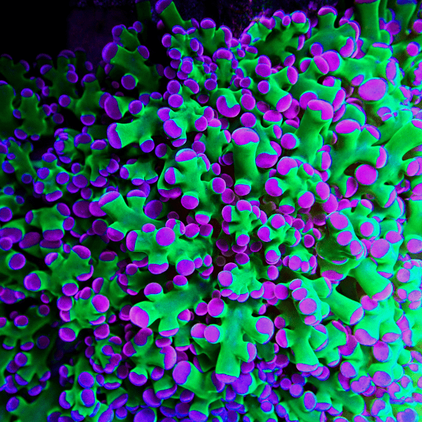 Frogspawn Hard Coral Frag Euphylia Sp