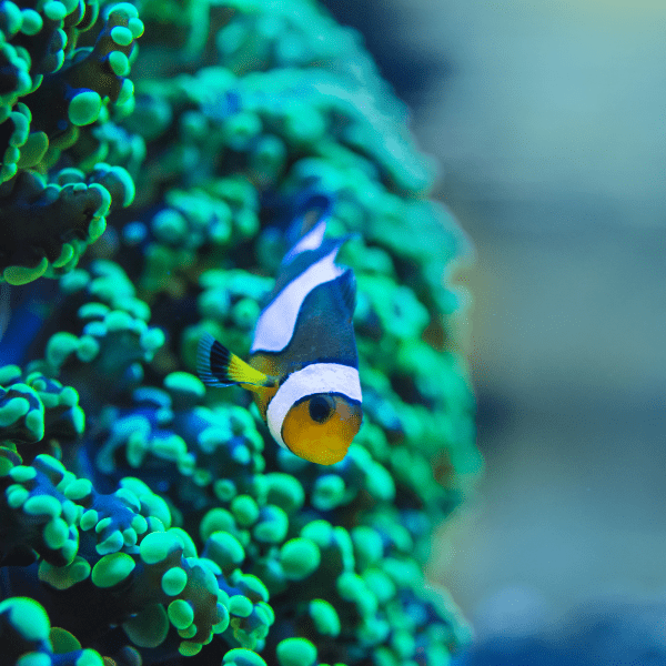 Frogspawn Hard Coral Frag Euphylia Sp