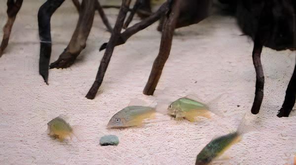 Green Gold Corydoras Melanotaenia 4cm Catfish - Real Aquatics