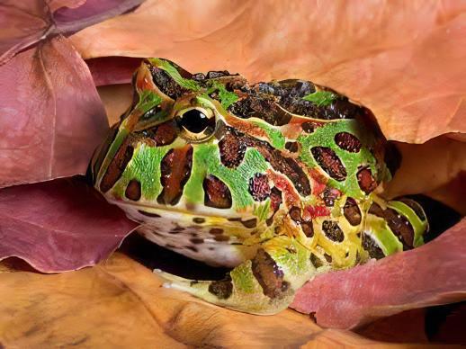 Green Horned Frog Ceratophrys Cranwelli 5cm - Real Aquatics