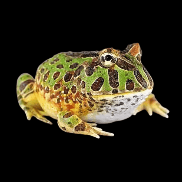Green Horned Frog Ceratophrys Cranwelli 5cm - Real Aquatics