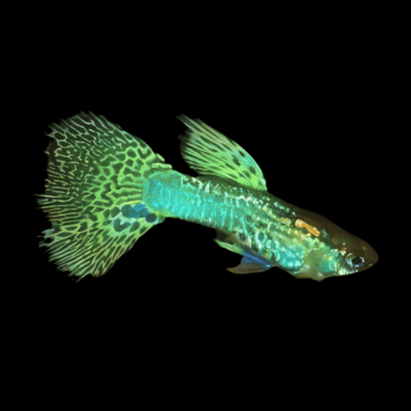 Green King Cobra Male Guppy Poecilia Reticulata 3cm - Real Aquatics