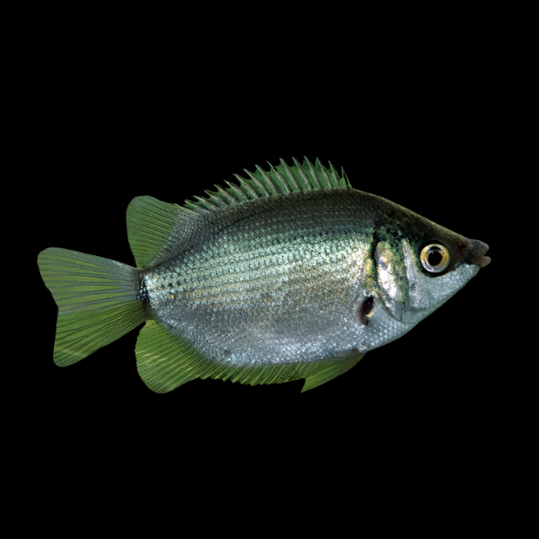 Green Kissing Gourami Helostoma Temminckii - 5cm - Real Aquatics