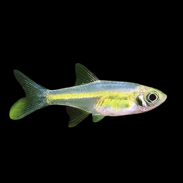 Neon Green Kubotai Rasbora Microrasbora Kubotai 2cm - Real Aquatics