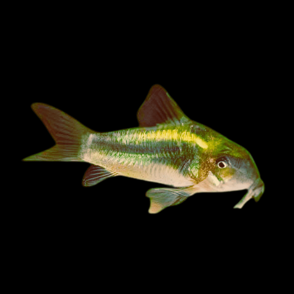 Green Laser Corydoras SP CW009 3cm Catfish - Real Aquatics