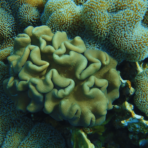 Green Leather Soft Coral Sarcophyton Glaucum - Real Aquatics
