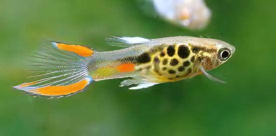 Green Male Snakeskin Endler Guppy Fish Poecilia Wingei 3cm - Real Aquatics