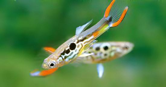 Green Male Snakeskin Endler Guppy Fish Poecilia Wingei 3cm - Real Aquatics