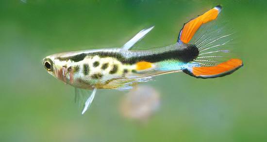 Green Male Snakeskin Endler Guppy Fish Poecilia Wingei 3cm - Real Aquatics