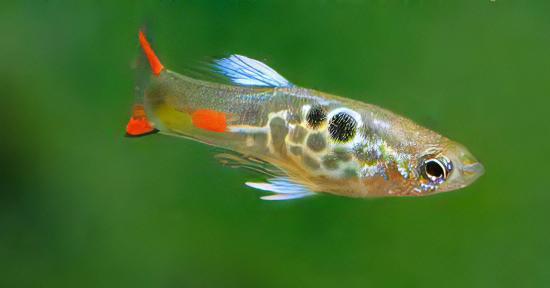 Green Male Snakeskin Endler Guppy Fish Poecilia Wingei 3cm - Real Aquatics