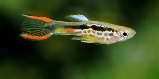 Green Male Snakeskin Endler Guppy Fish Poecilia Wingei 3cm - Real Aquatics