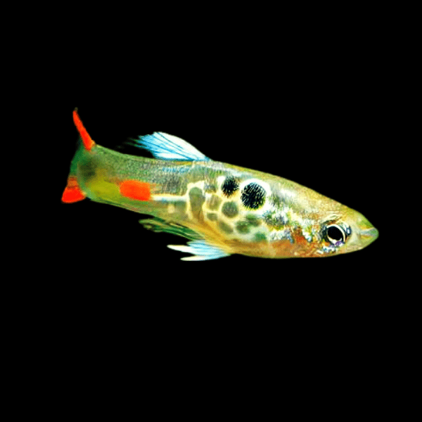 Green Male Snakeskin Endler Guppy Fish Poecilia Wingei 3cm - Real Aquatics