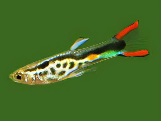 Green Male Snakeskin Endler Guppy Fish Poecilia Wingei 3cm - Real Aquatics