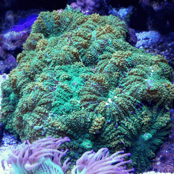 Green Mushroom Coral Frag Rhodactis Sp - Real Aquatics