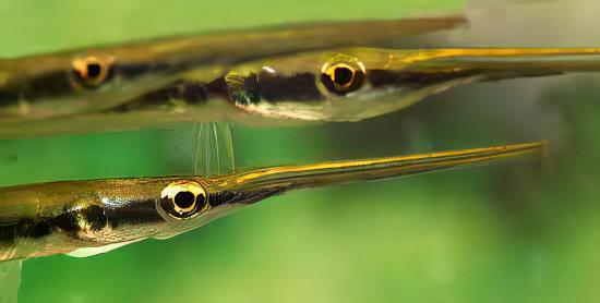 Green Needle Pike Potamorrhapis Guianensis 10cm - Real Aquatics