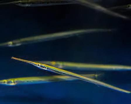 Green Needle Pike Potamorrhapis Guianensis 10cm - Real Aquatics