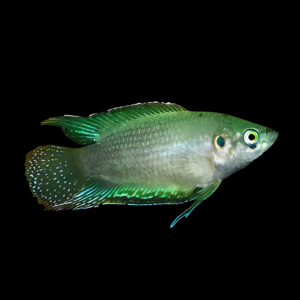 Green Paradise Fish Macropodus Opercularis 4cm - Real Aquatics