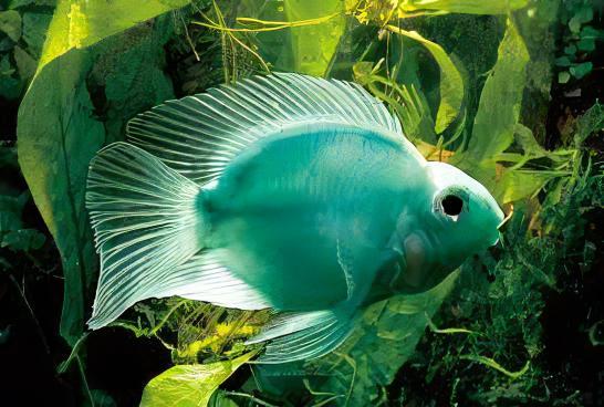 Green Parrot Fish Hybrid Amphilophus citrinellus Vieja melanurus 5cm - Real Aquatics