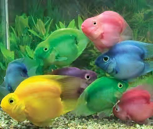 Blue Parrot Fish Hybrid Amphilophus citrinellus Vieja melanurus 5cm - Real Aquatics