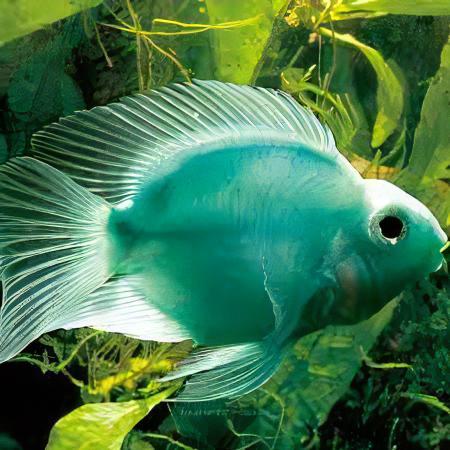 Green Parrot Fish Hybrid Amphilophus citrinellus Vieja melanurus 5cm