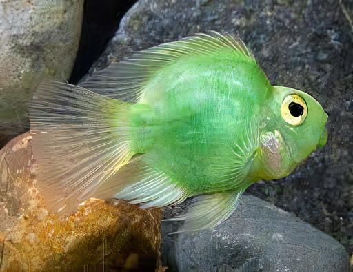 Green Baby Parrot Fish Hybrid Amphilophus citrinellus Vieja melanurus 3cm - Real Aquatics