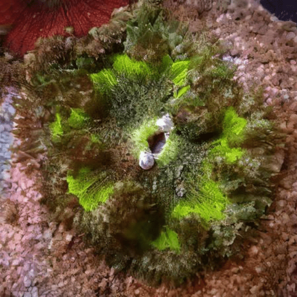 Green Rock Flower Anemone Epicystis Crucifer