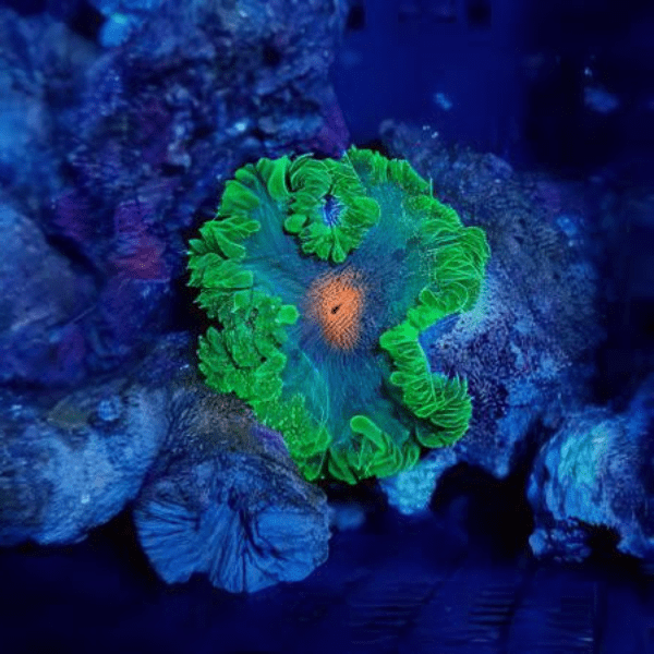 Green Rock Flower Anemone Epicystis Crucifer