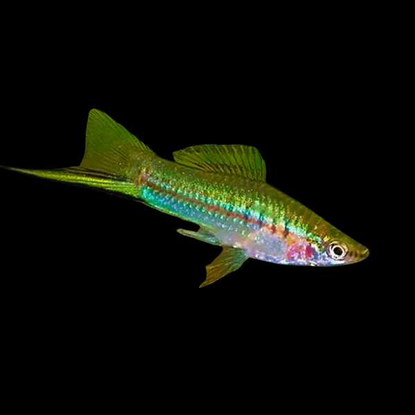 Green Swordtail Xiphophorus Hellerii 3cm - Real Aquatics