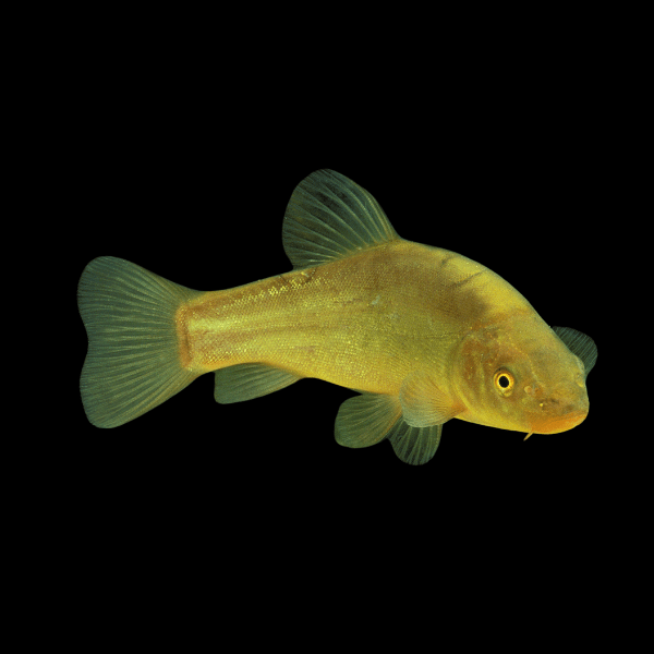 Green Tench Doctor Fish Tinca Tinca 10cm - Real Aquatics