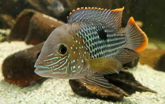 Green Terror Cichlid Andinoacara Rivulatus