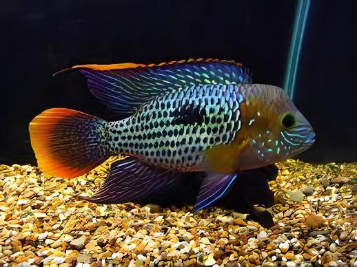 Green Terror Cichlid Andinoacara Rivulatus