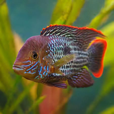 Green Terror Cichlid Andinoacara Rivulatus