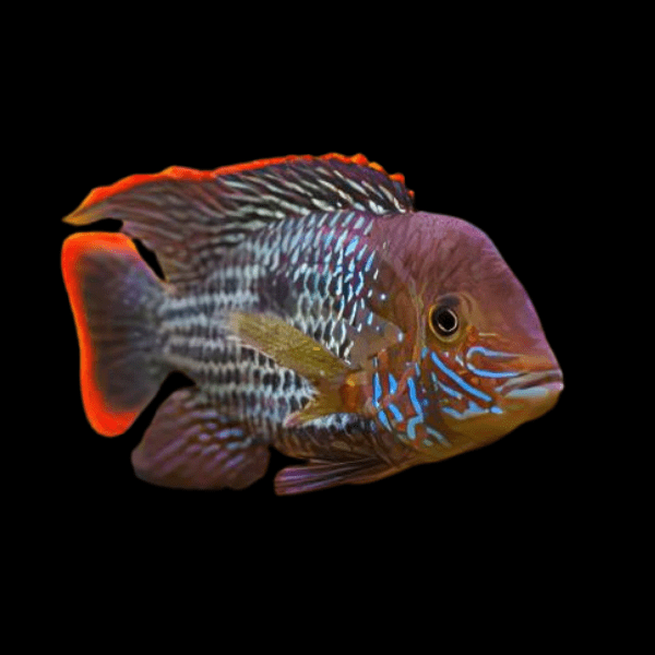 Green Terror Cichlid Andinoacara Rivulatus