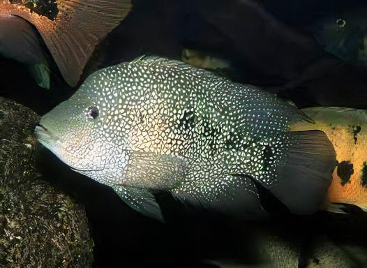 Green Texas Cichlid Herichthys Cyanoguttatus