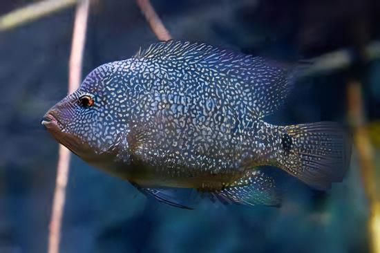 Green Texas Cichlid Herichthys Cyanoguttatus