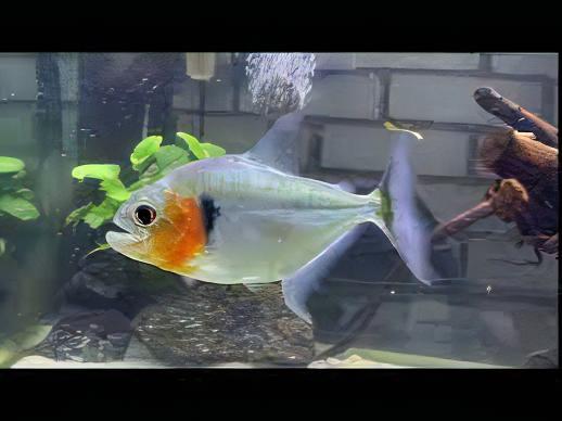 Green Tiger Manuel's Piranha Serrasalmus Manuelli 10cm - Real Aquatics