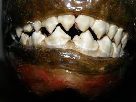 Green Tiger Manuel's Piranha Serrasalmus Manuelli 10cm - Real Aquatics