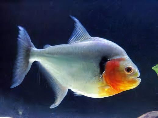 Green Tiger Manuel's Piranha Serrasalmus Manuelli 10cm