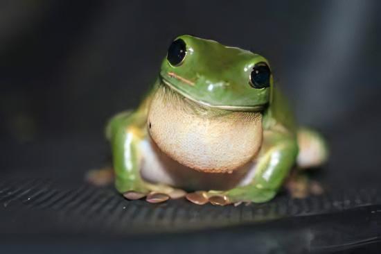 Green Tree Frog Litoria Caerulea 5cm - Real Aquatics