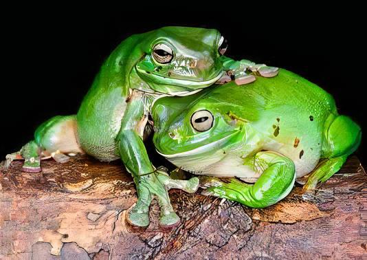 Green Tree Frog Litoria Caerulea 5cm - Real Aquatics