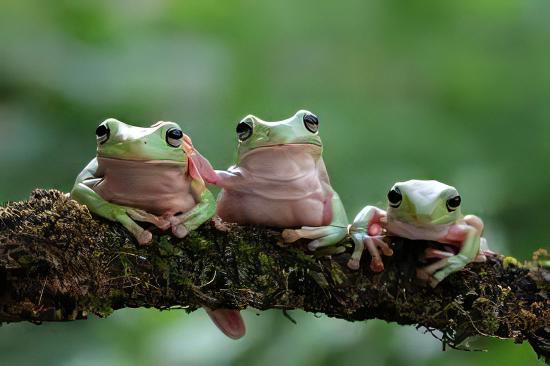 Green Tree Frog Litoria Caerulea 5cm - Real Aquatics