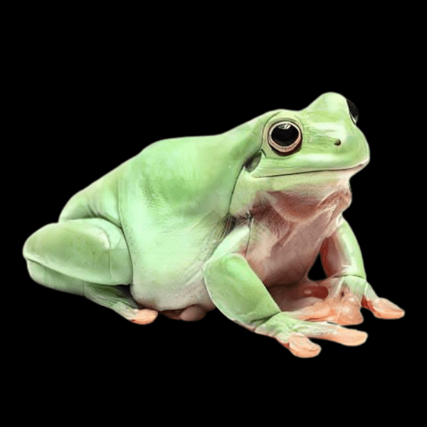 Green Tree Frog Litoria Caerulea 5cm - Real Aquatics