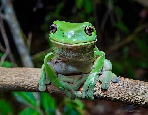 Green Tree Frog Litoria Caerulea 5cm - Real Aquatics