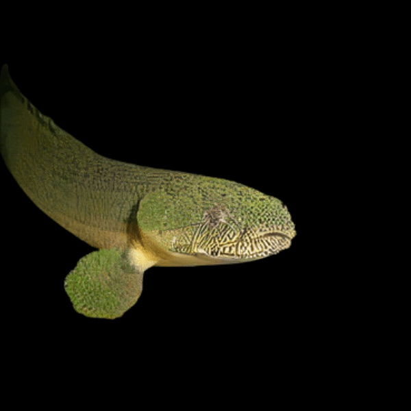 Green Zaire West African Bichir Polypterus Retropinnis 10cm - Real Aquatics