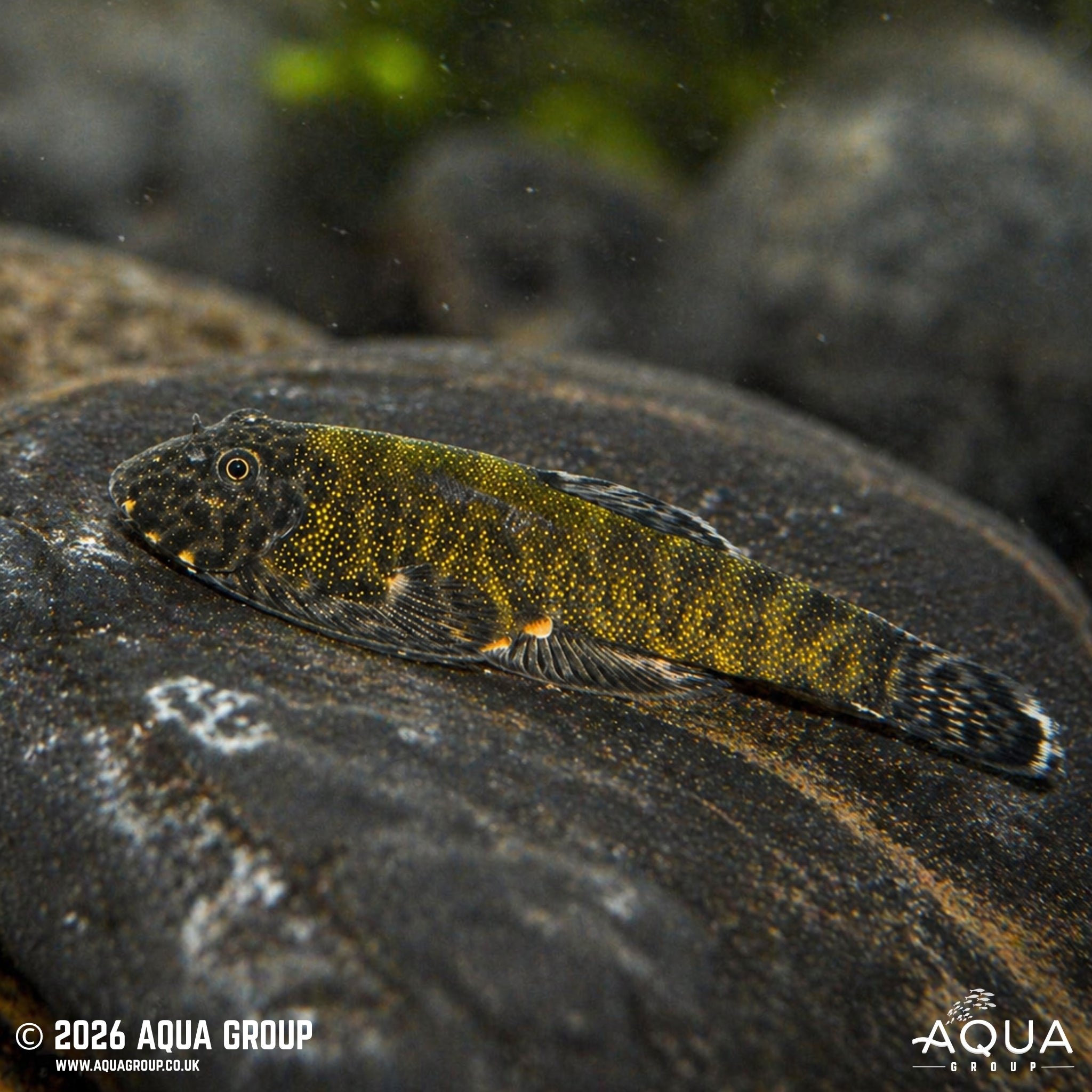 Green Laser Borneo Loach (Gastromyzon lepidogaster)