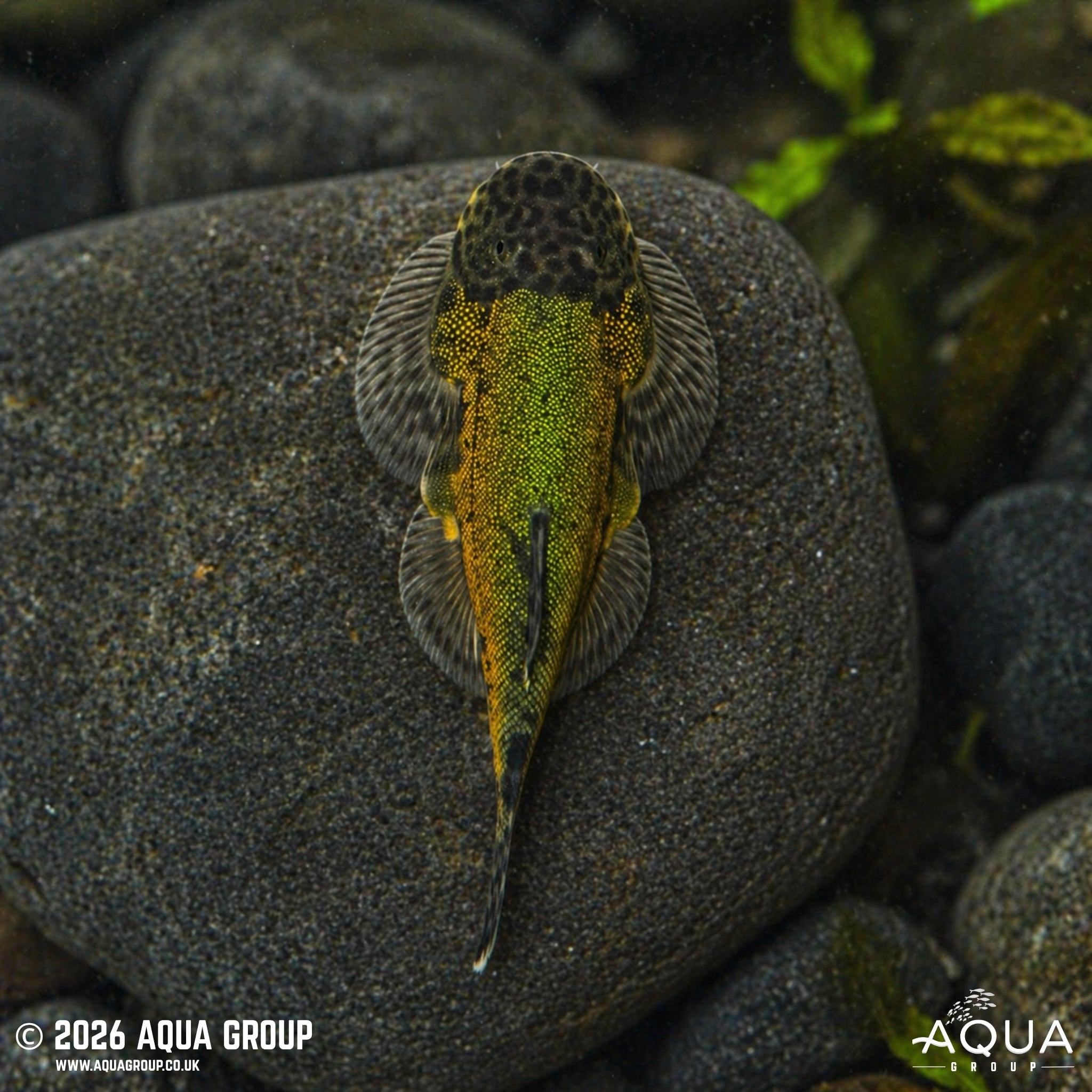 Green Laser Borneo Loach (Gastromyzon lepidogaster)