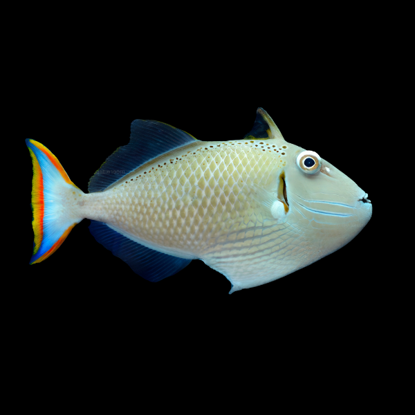 Greeni Trigger Fish Xanthichthys Kiritimati - Real Aquatics